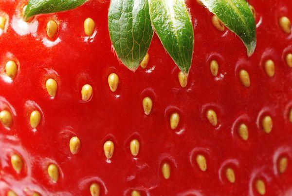 Berry Bounty: Handpicked Freshness Delight